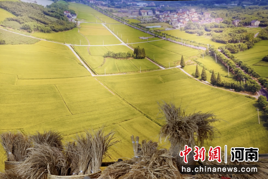 探访黄河稻米文化博物馆：感受黄河农耕文化