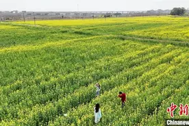 （乡村行·看振兴）油菜花海引客来 浙江婺城“稻油轮作”铺就富民路图片