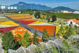 金华武义6000亩花海绽放美如画卷图片