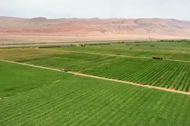 又是一年“吃瓜”季！每天1000多吨西瓜从这里走向全国图片