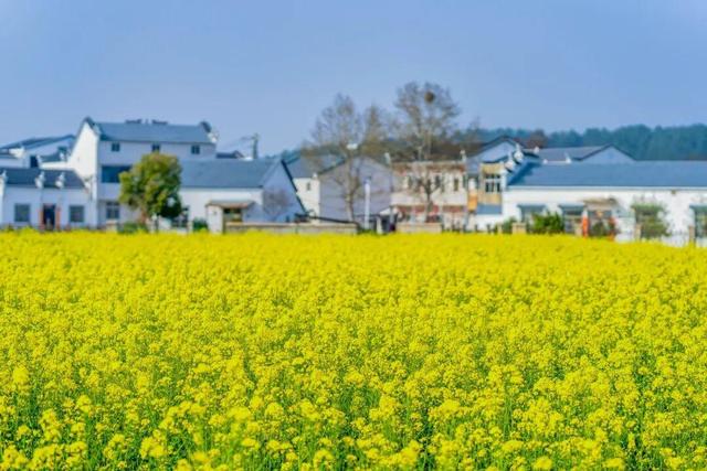 清明去哪玩？来黄陂 “榨" 出一整个春天！