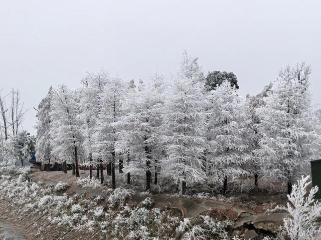 冬日限定！贵州的雾凇秘境藏不住了