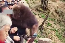 大妈摸猴子屁股致旁边大爷被咬伤 景区回应图片