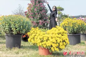 这株菊花“身高”6米 花艺师用时11个月，通过嫁接技术培育而成图片