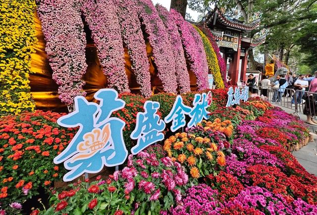福建福州：4万余盆菊花展出