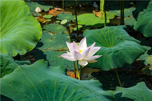 宜君：福地湖百亩荷花绽放