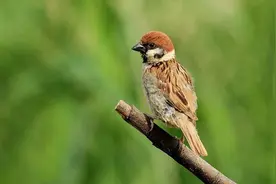 倾听青未了｜小麻雀图片