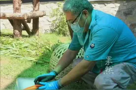 丫丫啃胡萝卜主打一个嘎嘣脆，回家后的丫丫毛发越来越有光泽了～图片