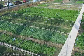 共享农场火爆，慰藉了负载太多的人们和焦躁的心图片