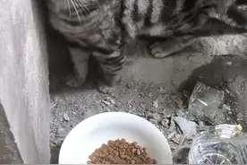 小猫不慎掉落天井，众人合力救助温情满满图片