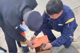 国家一级保护动物惊现日照街头！警民联手上演暖心救援，结局太治愈！图片