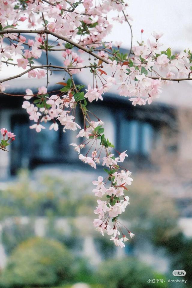想把临沂的春天打包送给你，临沂最全赏花攻略来了