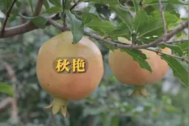 石榴开裂损失严重？枣庄峄城“明星”良种让石榴“笑不露齿”图片
