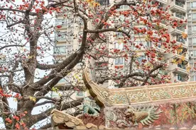 视频+图集 | 红棉映大道，花开英雄城！广州春日“顶流”登场！2025年看木棉花就去这些地方图片