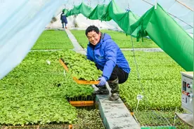 嘉鱼“蔬菜大王”：致富路上，有气象陪伴护航 | 我和天气打交道图片