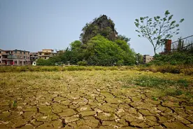 广西蔗农在大旱中：七八个月了，雨“连蚂蚁都没喂饱”图片