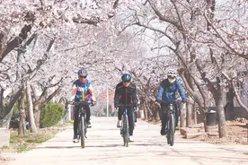 “花果村” 处处杏花满枝头图片