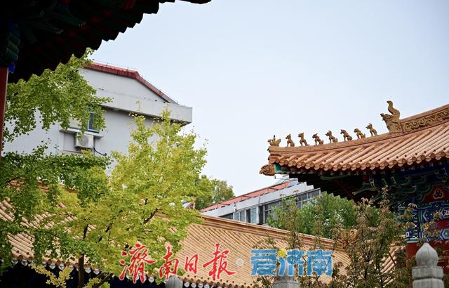 黄绿交织，邂逅文庙别样秋韵