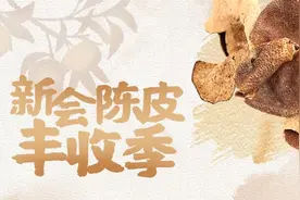 2024新会陈皮丰收季|潘华金：做中国陈皮加工中心图片