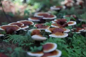 吉林日报：一株野灵芝的产业化道路图片