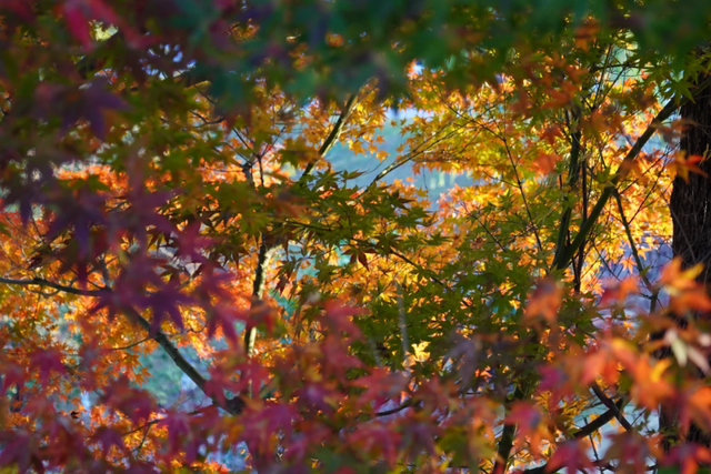 红枫“进度条”拉满，这些打卡地快收好！