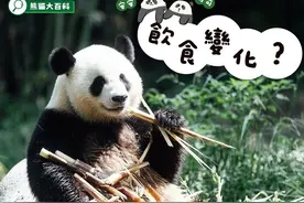 教你一招 如何分辨“安安”“可可”→图片