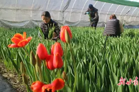 【新春走基层】兰州新区30万枝郁金香浪漫上线图片