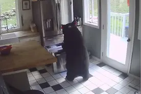 美国一黑熊闯入民宅，打开冰箱门偷走千层面后翻窗离开，动作熟练好似“惯犯”视频封面