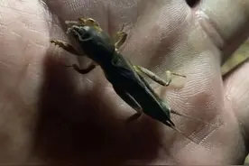 这种广东乡下常见的害虫，却被端上了餐桌，如今售价高达80元一斤图片