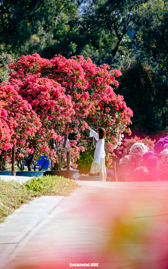 挤爆莲花山！深圳20万m²超大型花展，今天开始