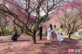 家门口的顶配春天！常德桃源最全赏花地图，不跑远不踩雷图片