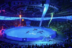 累计接待游客超5万人次！今年端午，郑州海昌海洋公园“新”意十足图片
