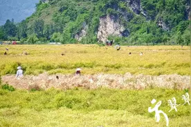 秀山：油菜开镰收割 奏响丰收乐章图片