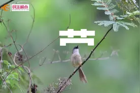 小小自然 | 野生汉字“鸟字旁”来了！看看你认识几个？图片