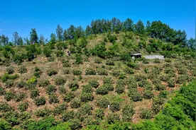 沿河白玉枇杷荣获贵州省第二届枇杷品鉴会金奖图片