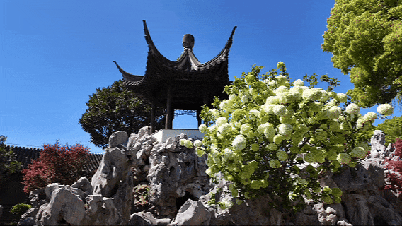 花样秦淮｜绣球花开