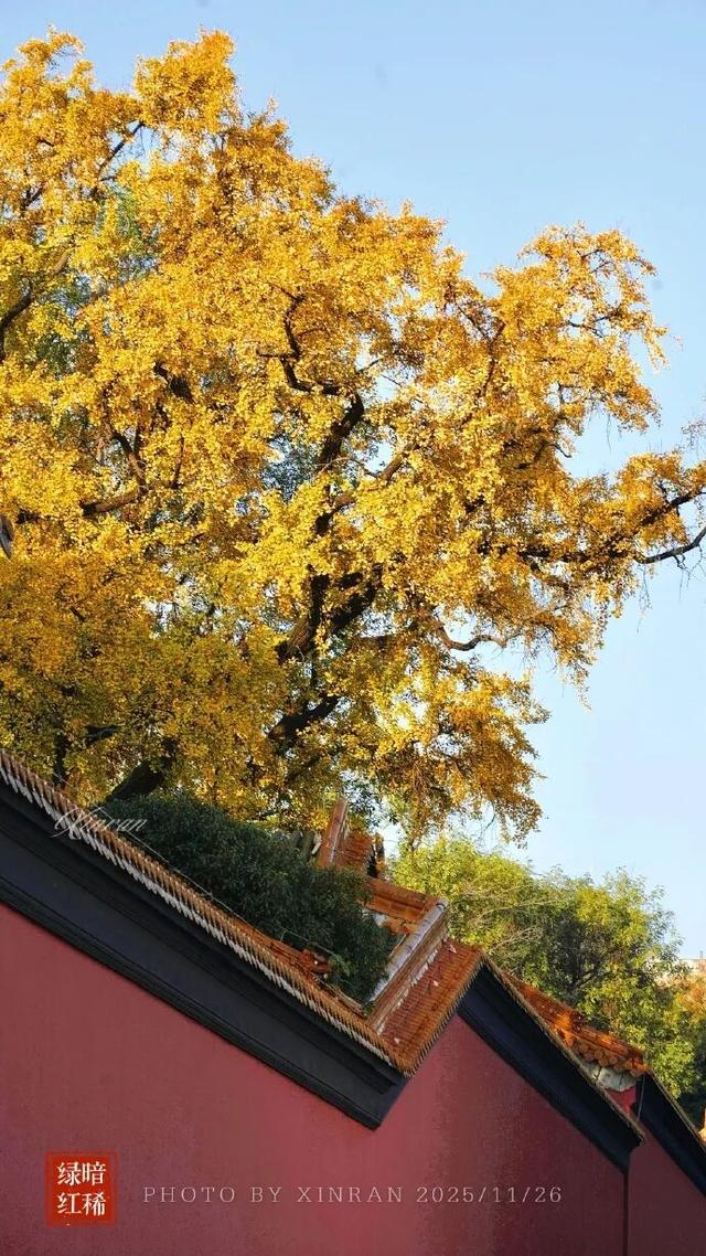 “西红柿炒蛋树”排队？快来秦淮开启“金黄时刻”！