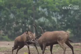 从灭绝到归乡，新突破！种群恢复，续写麋鹿生生不息传奇图片