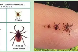 小蜱虫，大危害！防蜱攻略请收藏图片