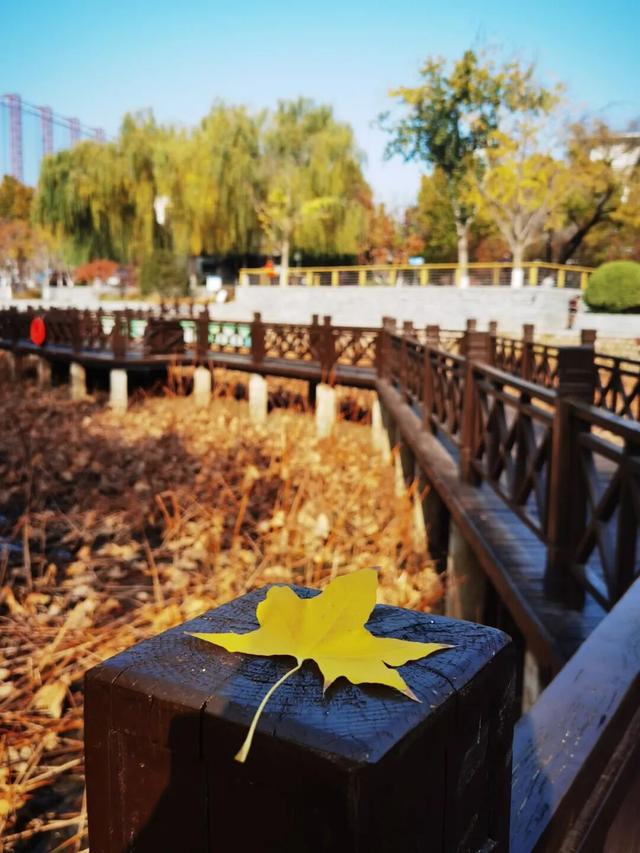 不必扎堆地坛公园！东城区赏秋攻略，一图收藏