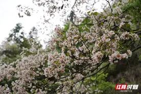花草新闻社│上春山赏春花 怀化这5个地方油桐花开了图片