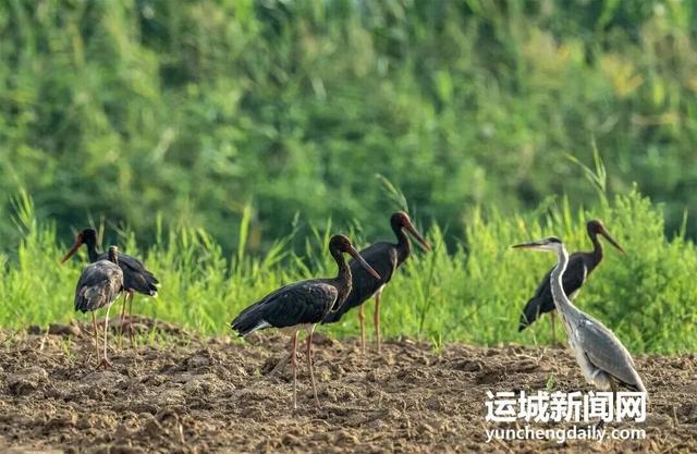 运城九大观鸟胜地邀你共赴冬日童话～