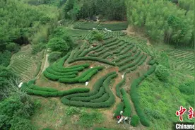 （乡村行·看振兴）福建建阳：三代茶人的坚守成就匠心图片