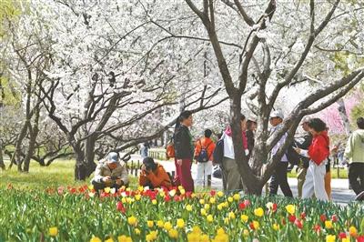 北京推出10条品质赏花主题线路