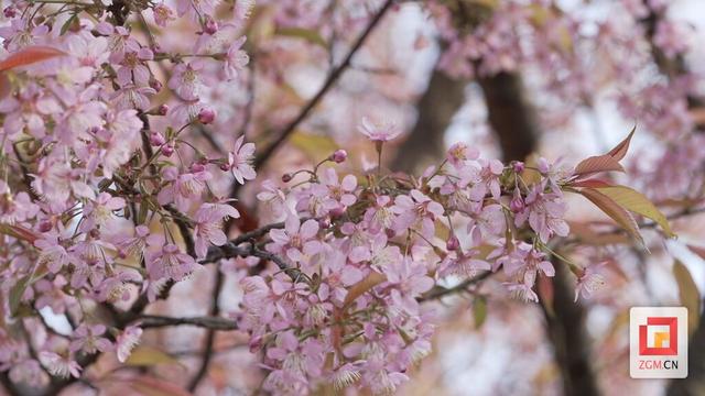 荣县：冬樱绽放引客来 文旅融合绘新篇