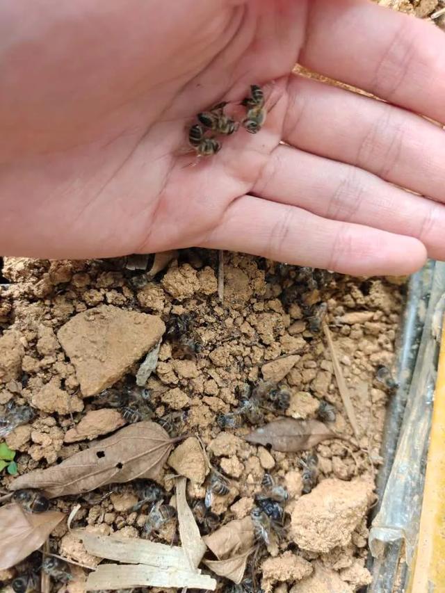 伤亡惨重！浙江两派蜜蜂打群架，民警直接上门劝架