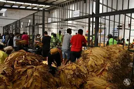 丰收节｜玉溪华宁：金叶丰收   烟农喜悦图片