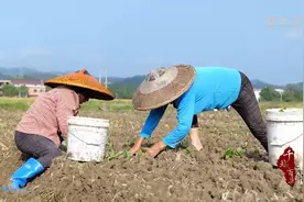 千城百县看中国｜湖南冷水滩：芥菜种植忙 “稻蔬”轮作促增收图片