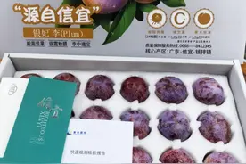 “中国李乡”信宜钱排三华李产销季圆满收官图片