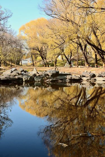 “不如去看一棵树” | 寻初冬彩蛋 圆明园邀您来打卡